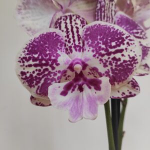 Phalaenopsis 2 hastes
