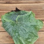 Platycerium Superbum