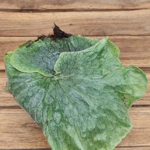 Platycerium Superbum