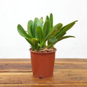 Masdevallia Sem Flor - V.9