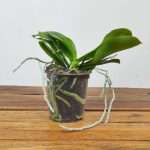 Phalaenopsis Sem Flor - V.12