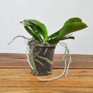 Phalaenopsis Sem Flor - V.12