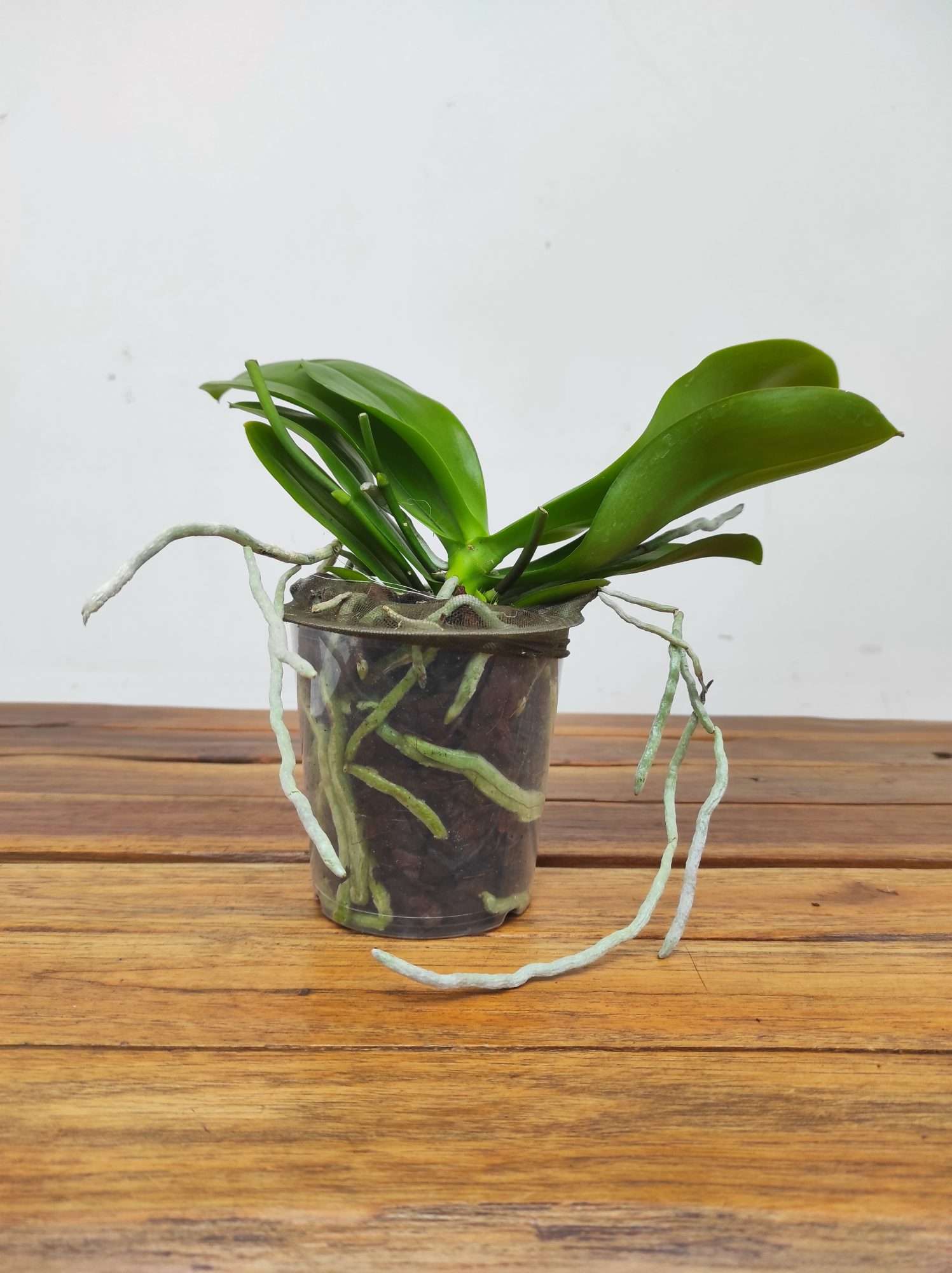 Phalaenopsis Sem Flor - V.12