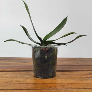 Phalaenopsis Sem Flor - V.12