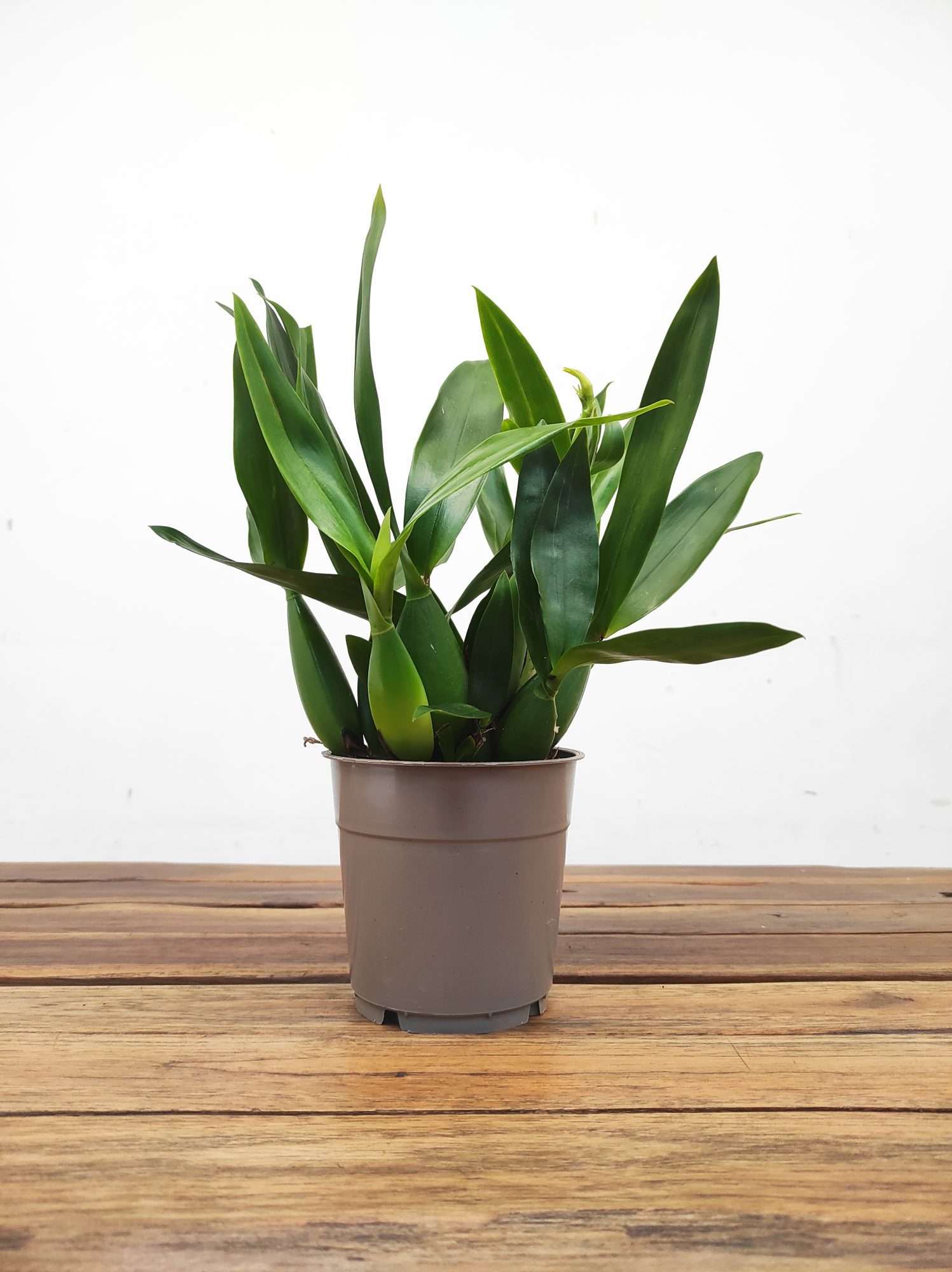 Encyclia - Sem Flor - Image 2