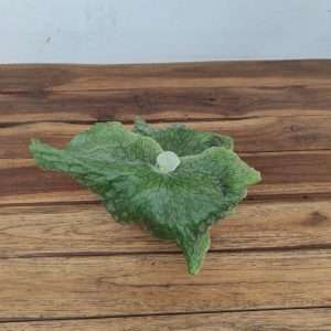 Platycerium Superbum