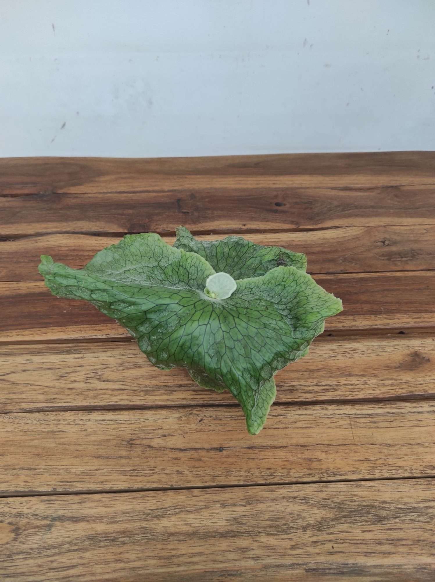 Platycerium Superbum