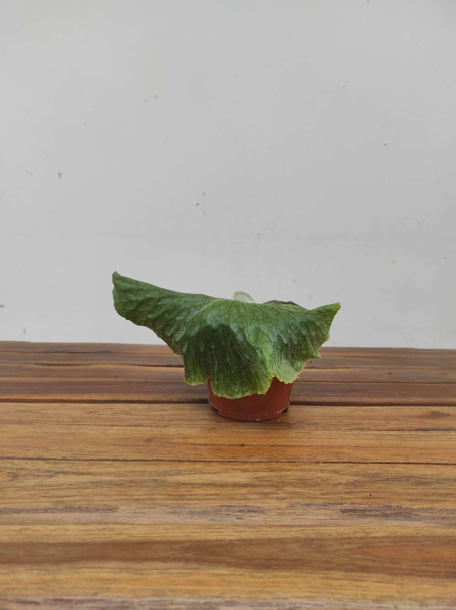 Platycerium Superbum - Image 2