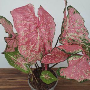 Caladium 'Pink Splash'