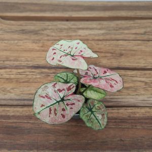 Caladium 'Strawberry Star Pink’ - V.6