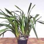 Cymbidium Flor Grande - Sem flor V.30
