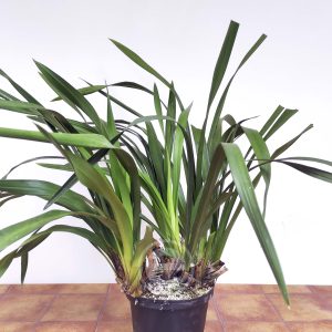 Cymbidium Flor Grande - Sem flor V.30