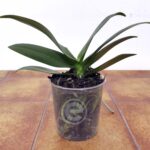 Phalaenopsis Sem Flor - V.12