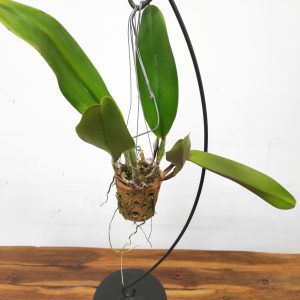 Cattleya Vaso Barro - Sem ID