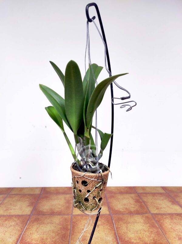 Cattleya 'Cooper Queen' - Sem Flor