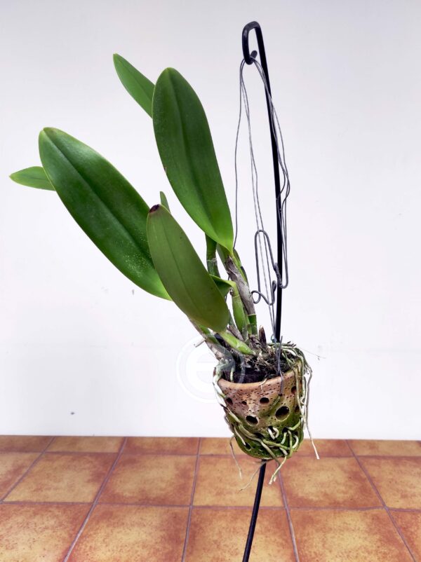 Cattleya 'Thongsuk Delight' - Sem Flor