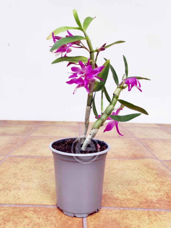 Dendrobium Rainbow Dance - Com Flor - Image 2
