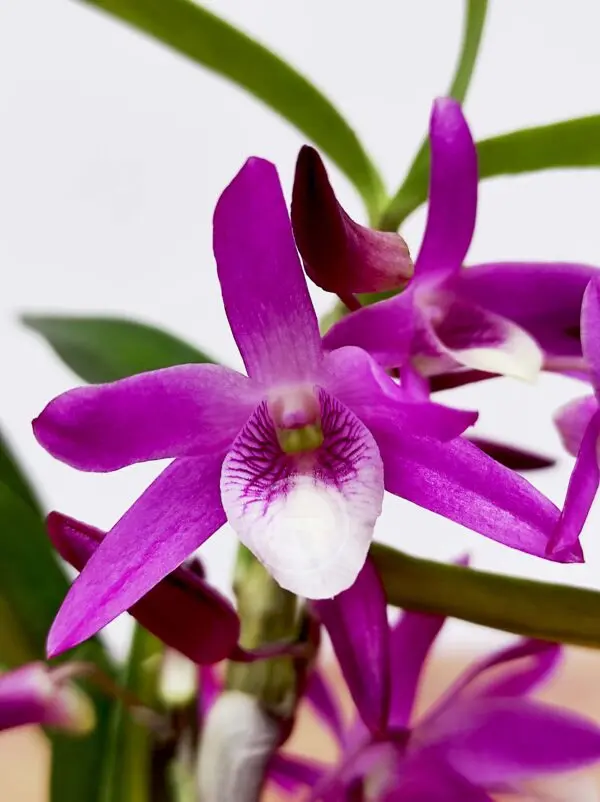 Dendrobium Rainbow Dance - Com Flor