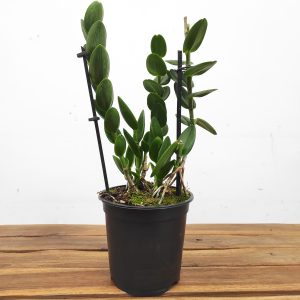 Epidendrum Sem Flor V.14