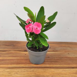 Euphorbia Milii 'Queen'