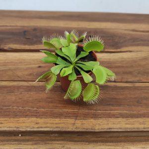 Dionaea Muscipula