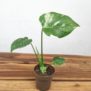 Monstera Thai Constellation - Vaso 12