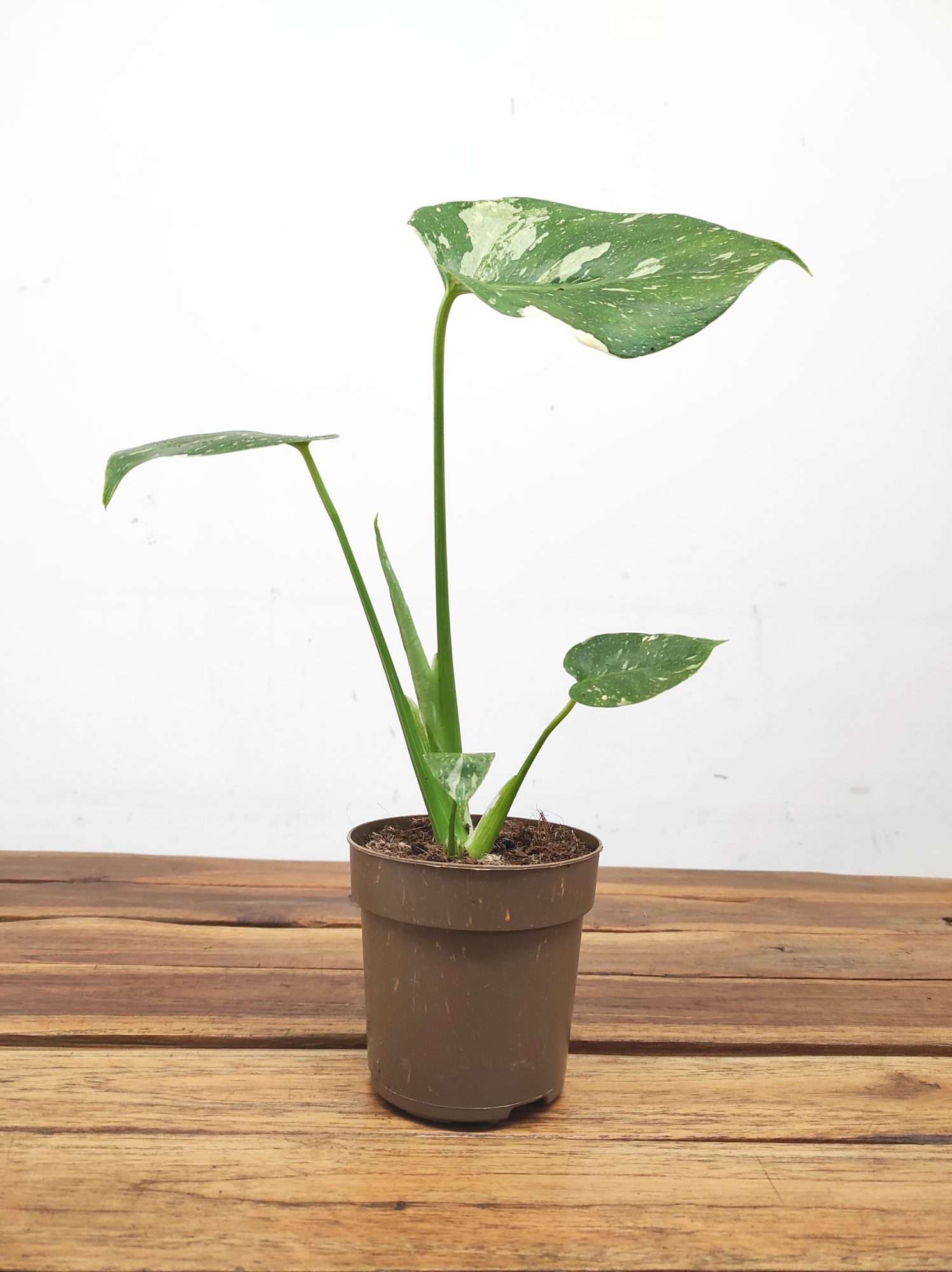 Monstera Thai Constellation - Vaso 12 - Image 2