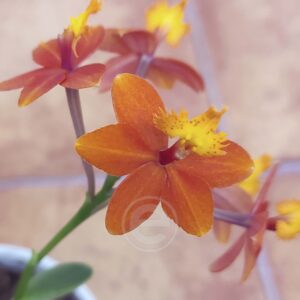 Epidendrum Laranja - Sem Flor