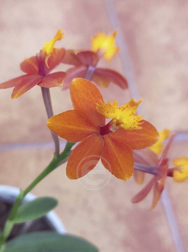 Epidendrum Laranja - Sem Flor