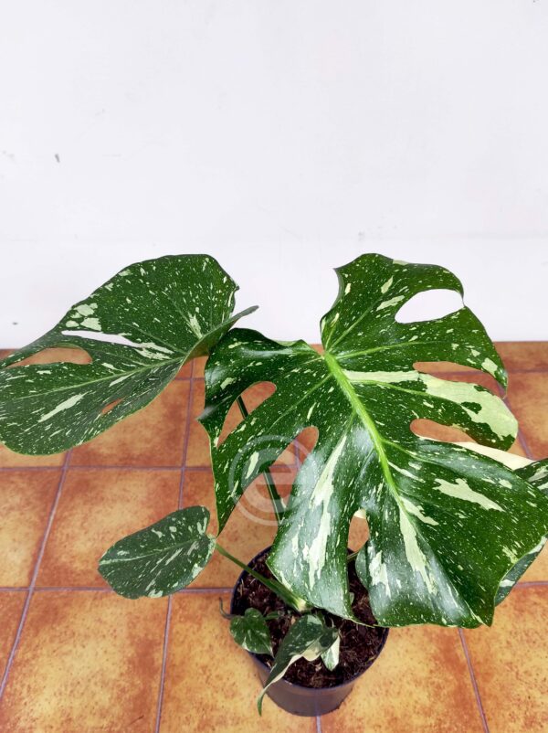 Monstera Thai Constellation - Vaso 17