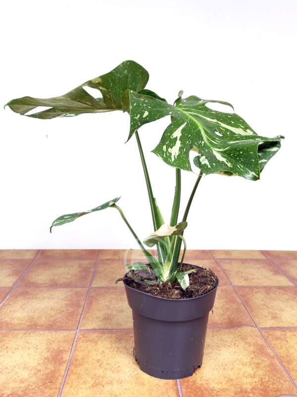 Monstera Thai Constellation - Vaso 17 - Image 2