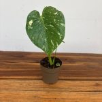 Monstera Thai Constellation - Vaso 12