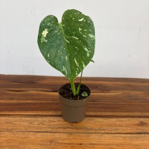 Monstera Thai Constellation - Vaso 12