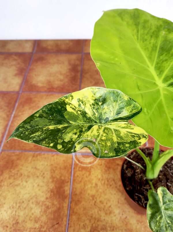 Alocasia Macrorrhiza 'Aureum'