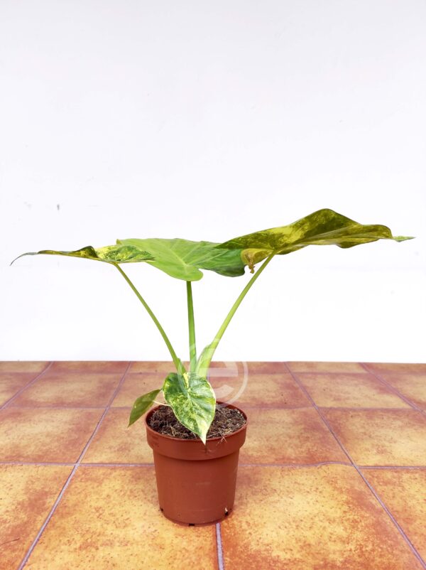 Alocasia Macrorrhiza 'Aureum' - Image 2