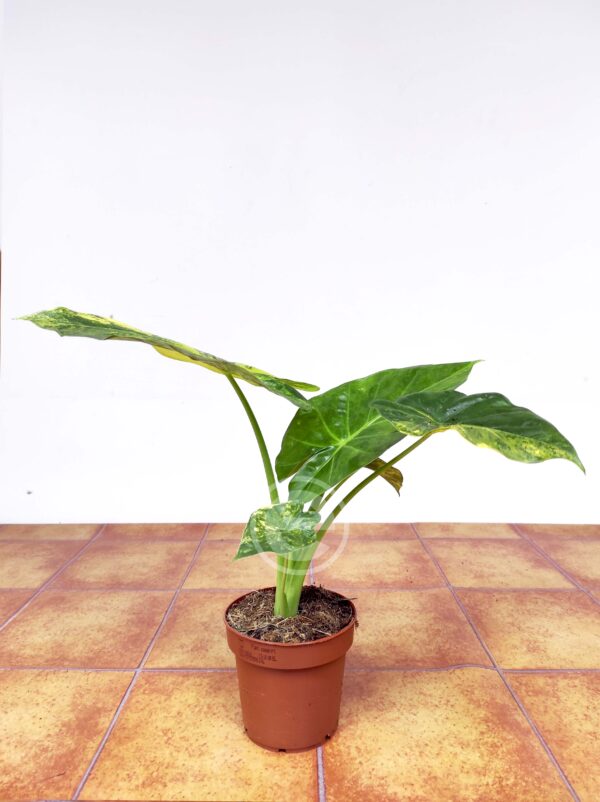 Alocasia Macrorrhiza 'Aureum' - Image 2