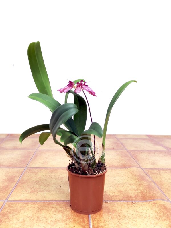 Bulbophyllum Eberhardtii - Sem Flor - Image 2