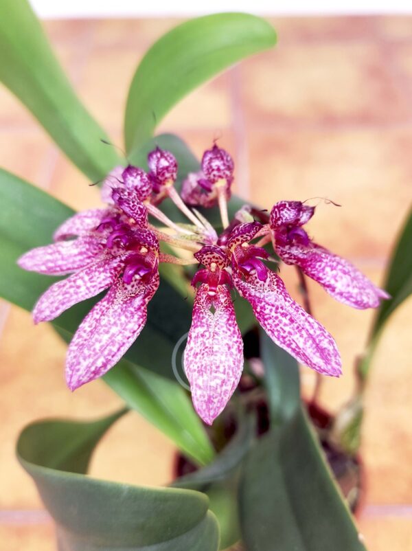 Bulbophyllum Eberhardtii - Sem Flor