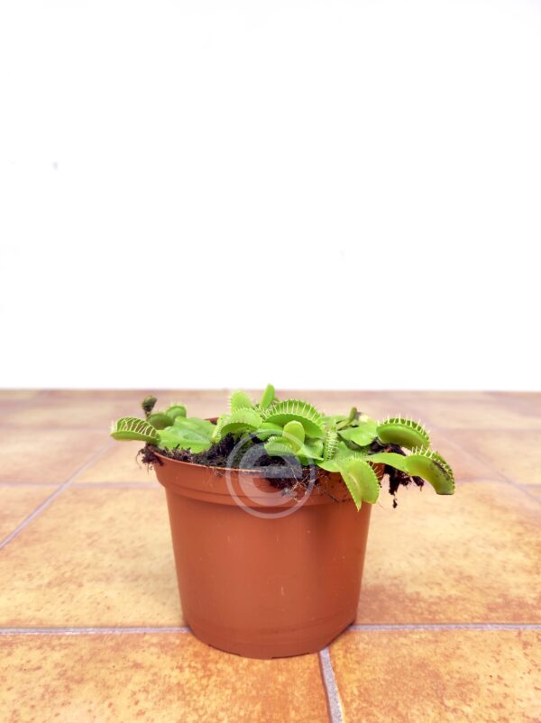 Dionaea Muscipula - Image 2