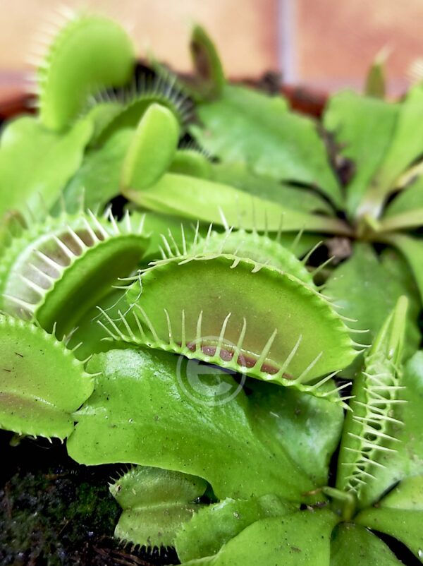 Dionaea Muscipula