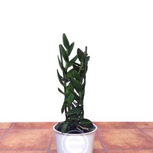 Epidendrum Laranja - Sem Flor