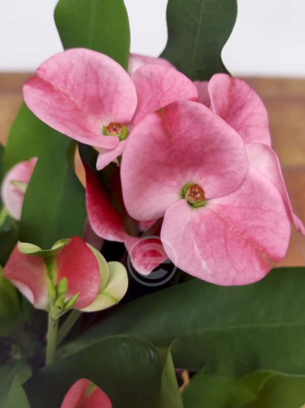 Euphorbia Milii 'Queen'