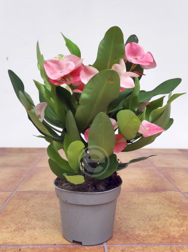 Euphorbia Milii 'Queen' - Image 2