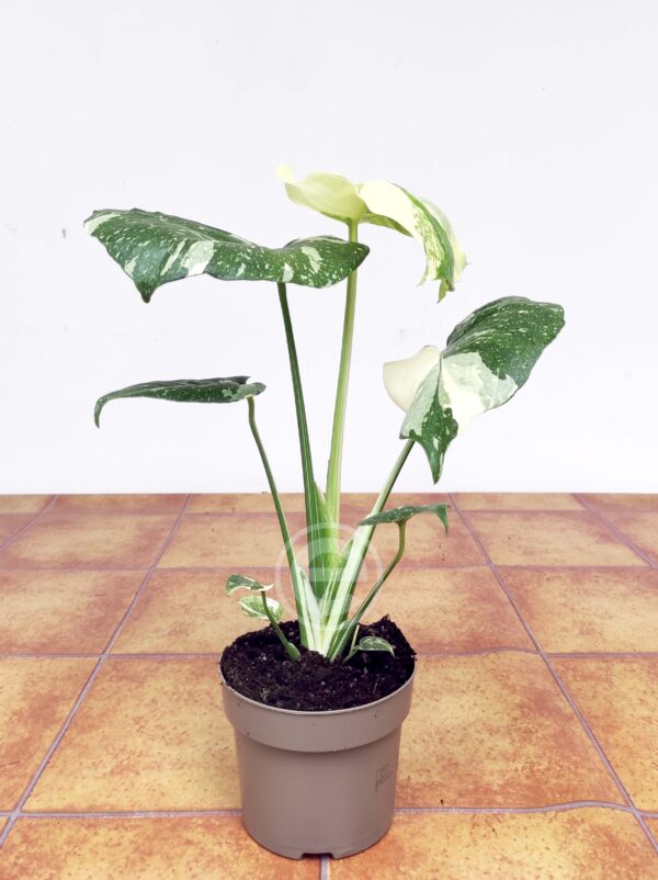 Monstera Thai Constellation - Vaso 12 - Image 3