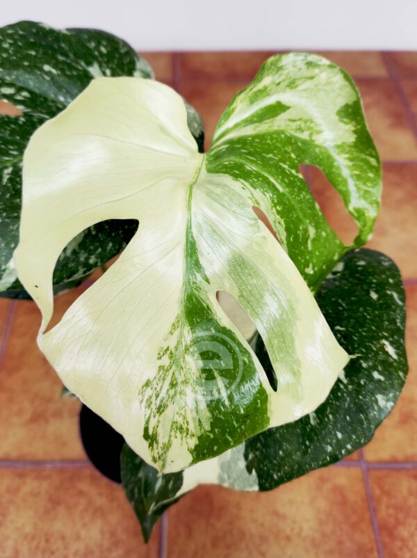 Monstera Thai Constellation - Vaso 12