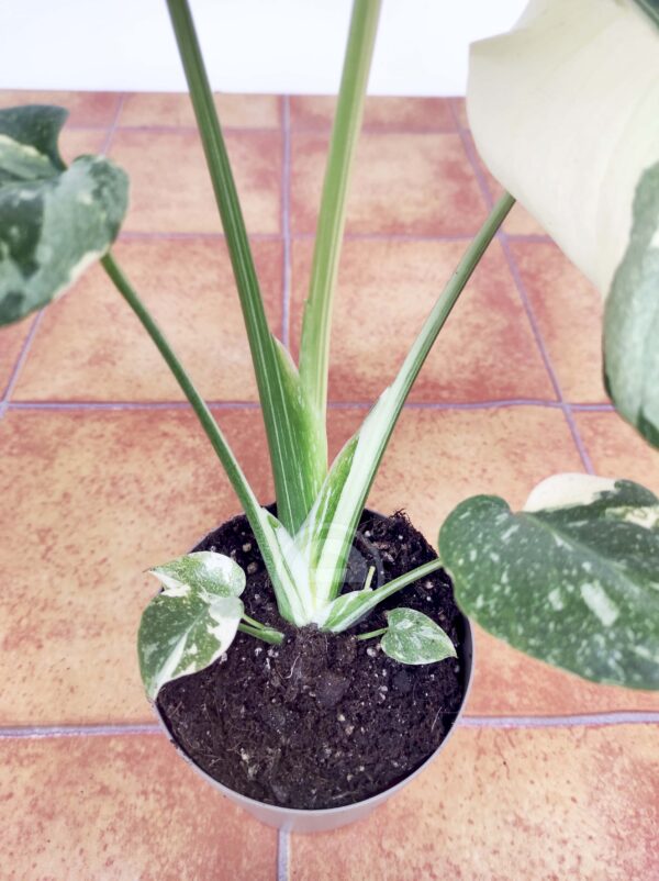 Monstera Thai Constellation - Vaso 12 - Image 2