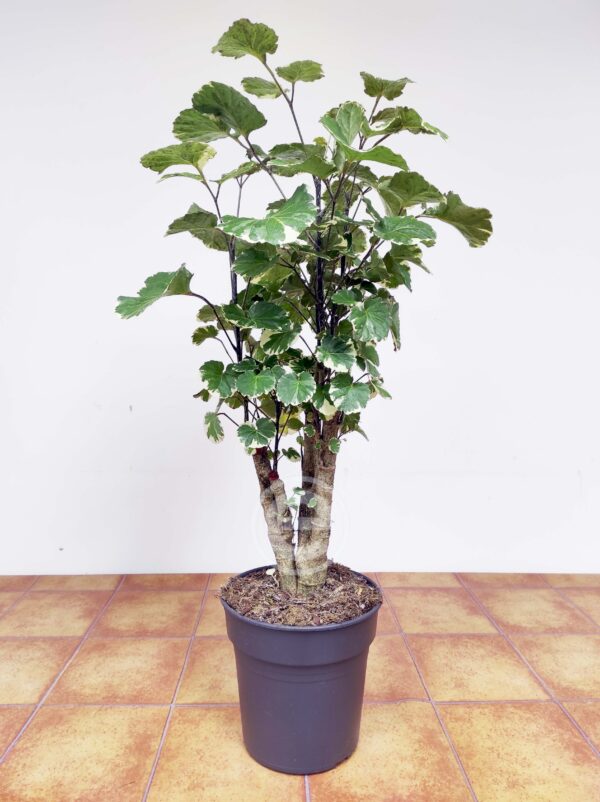 Polyscia Scutellaria 'Balfourii' - Image 3