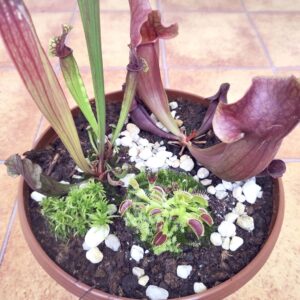 serrac23-