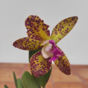 Cattleya 1 haste