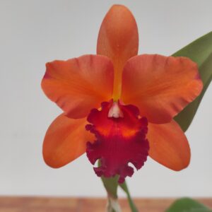 Cattleya 1 haste
